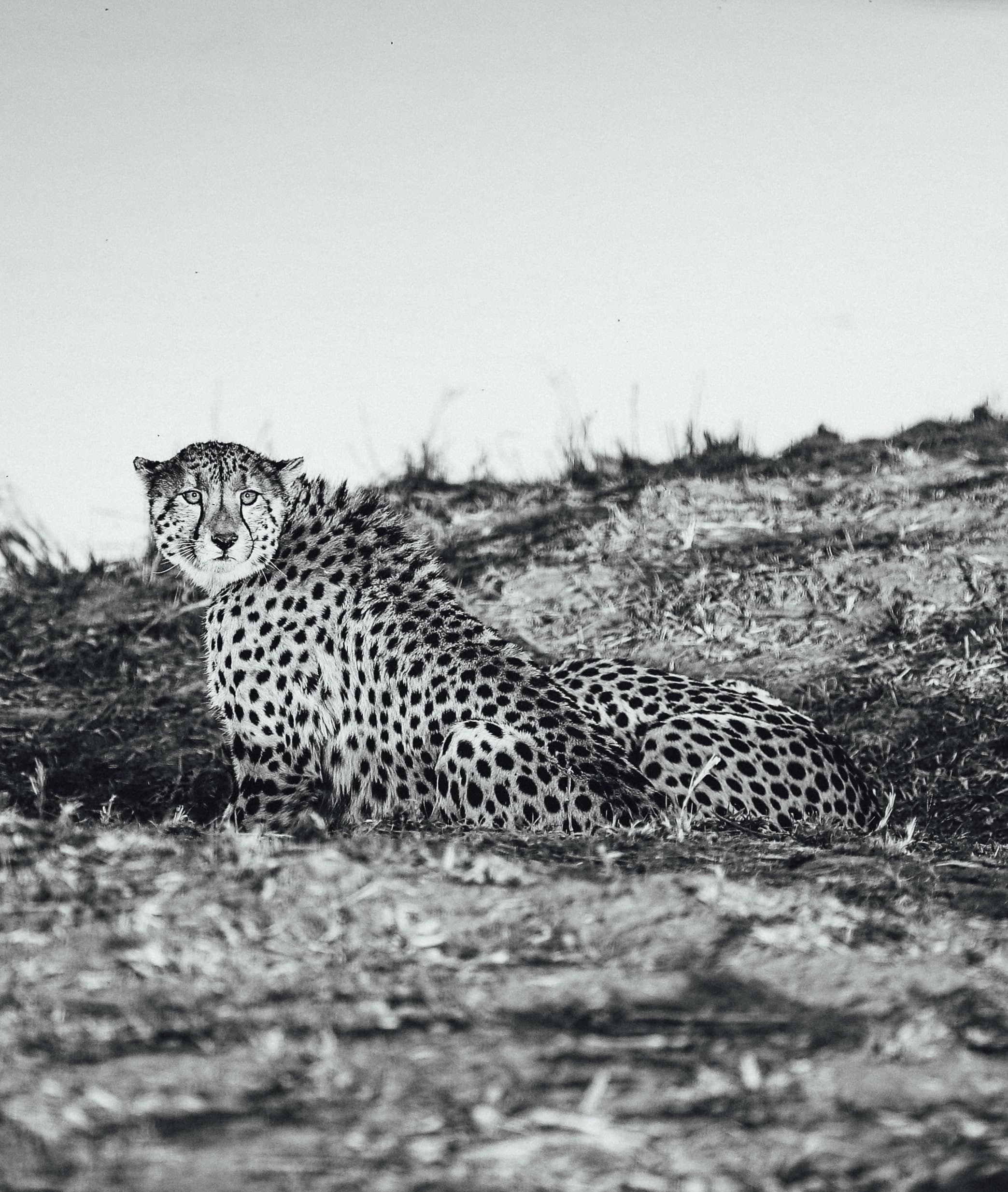 photograph 19