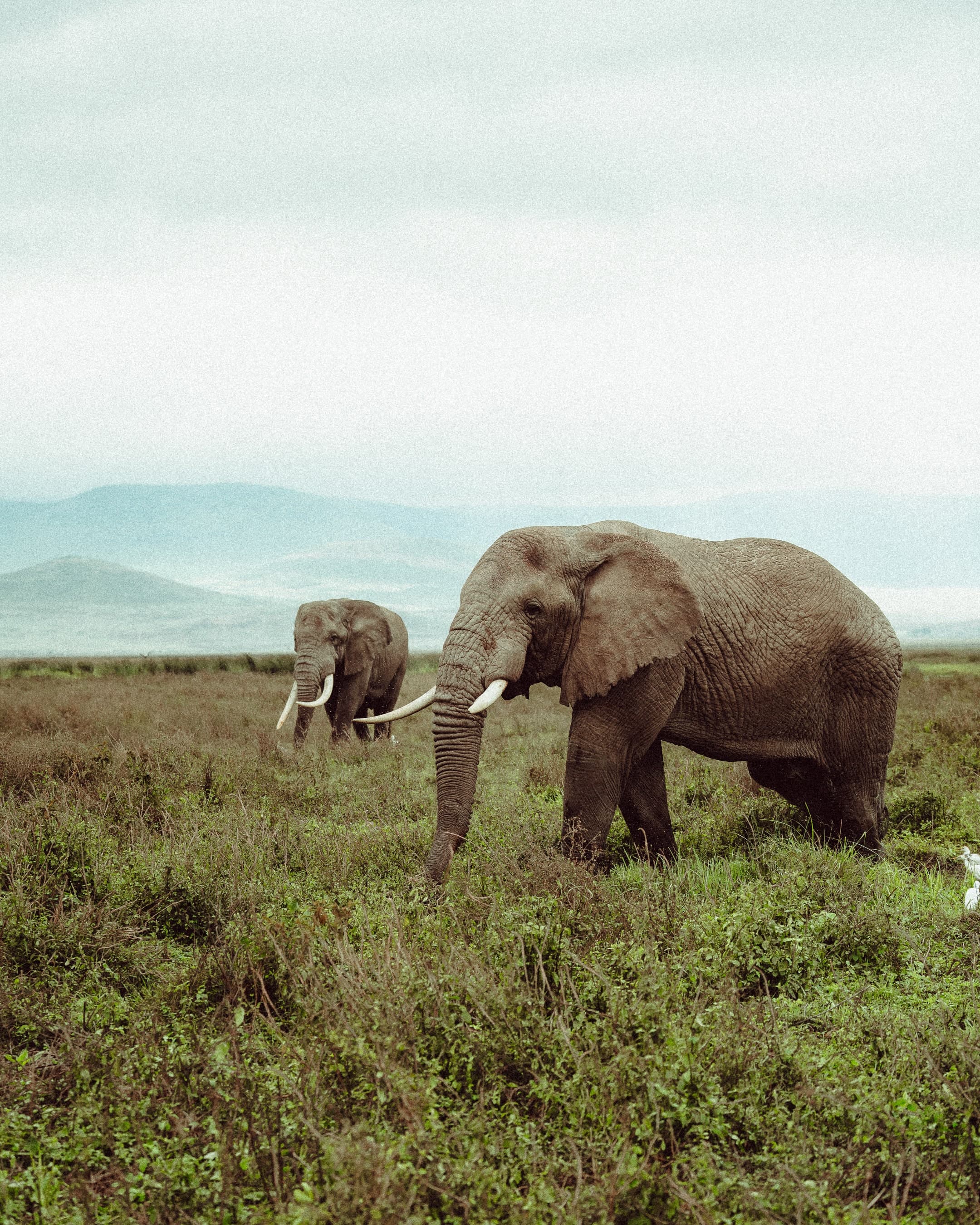 photograph 50